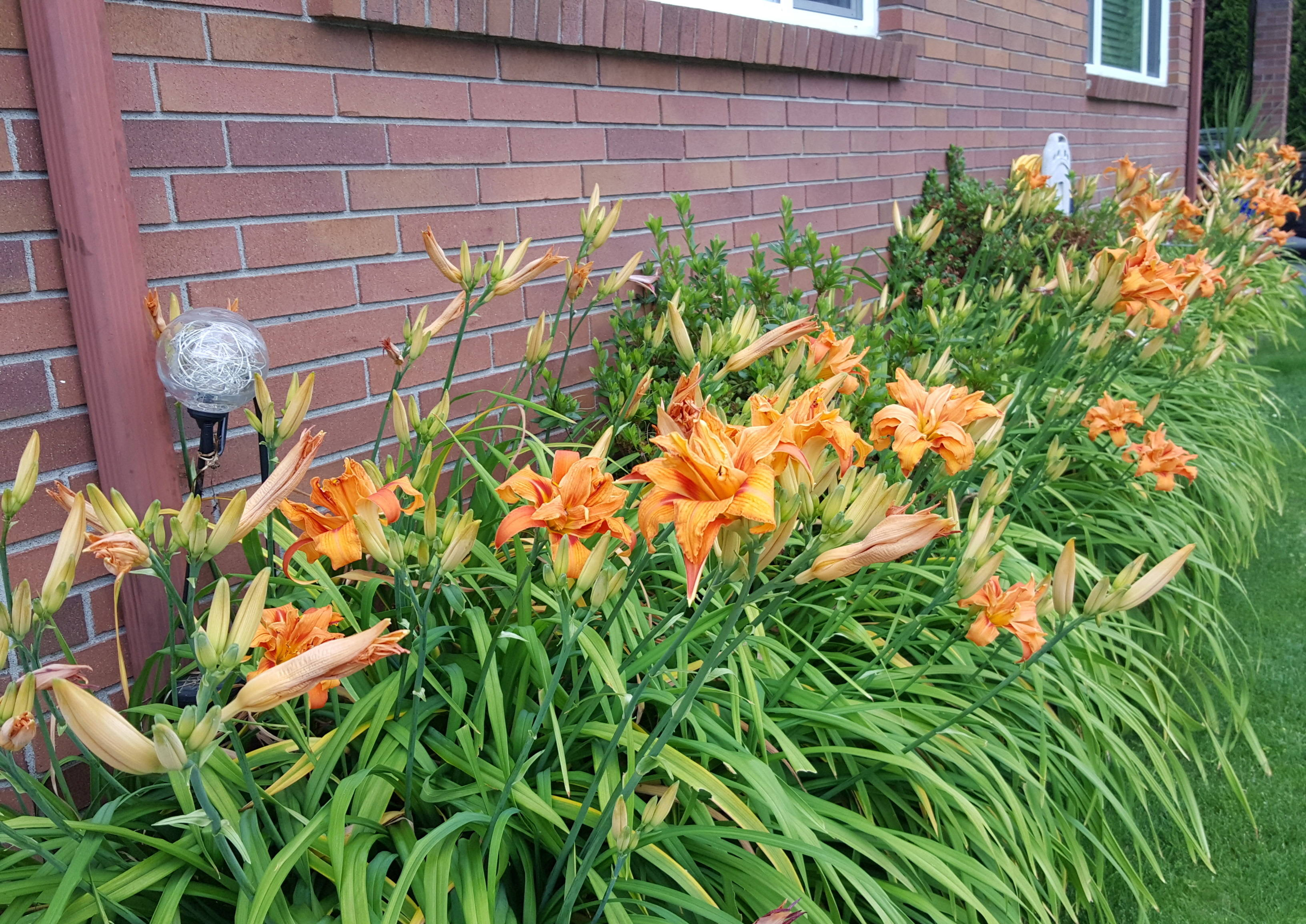 最好养的阳台5种花,适合南方室内养的50种花