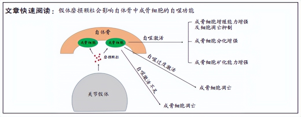 假体周围骨溶解中成骨细胞自噬的信号通路