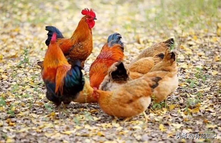 湖南小伙5000亩地养10只鸡,湖南小伙5000亩地只养十只鸡
