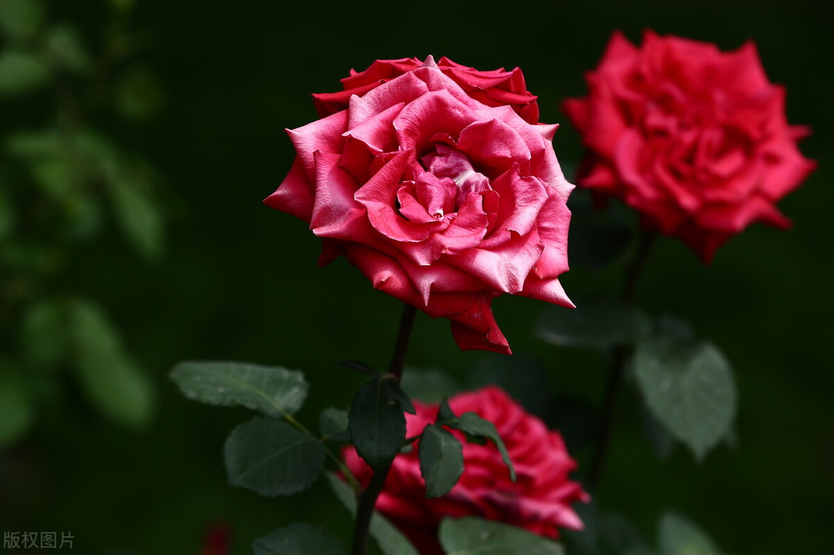 四大名花象征的品格,各种花的寓意和象征意义