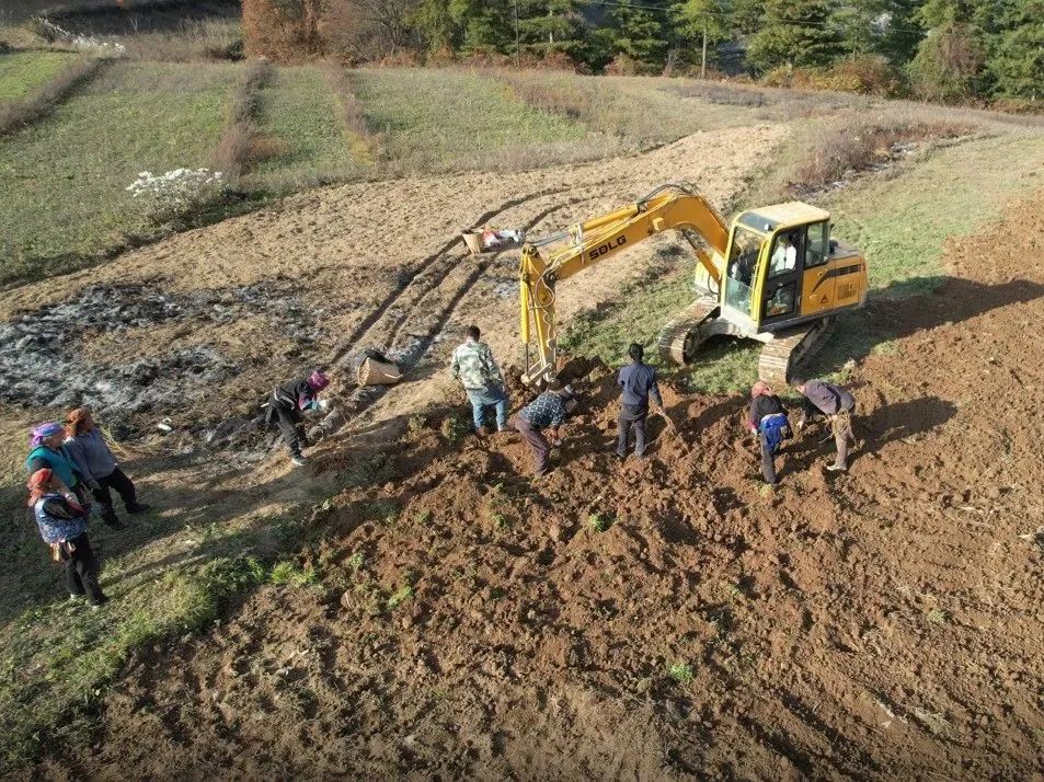 聚焦“1+6”产业丨舟曲八楞:机械化赋能中藏药材产业高质量发展