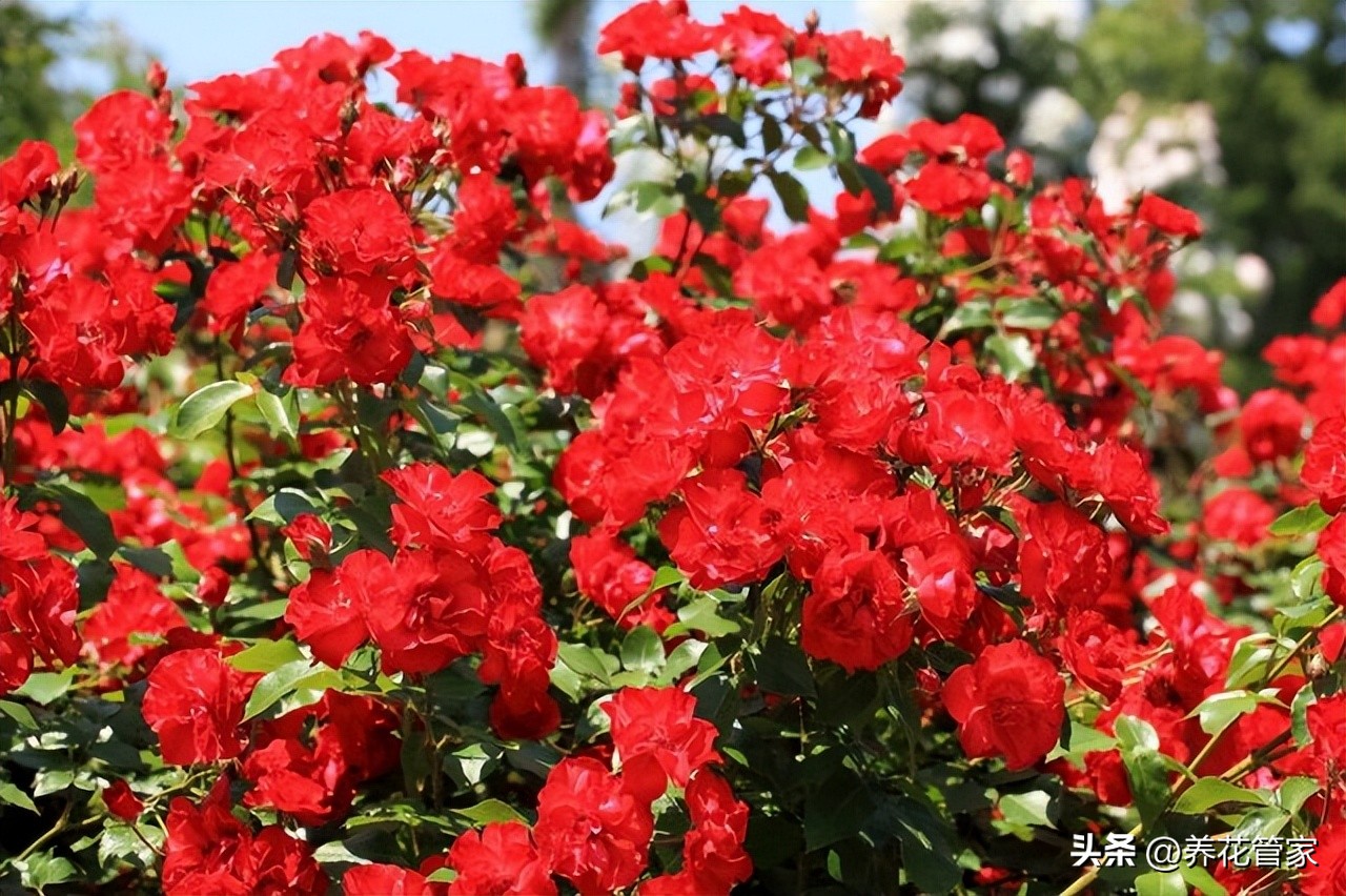 爬藤植物四季开花是什么品种最好,爬藤月季四季开花是什么品种最好
