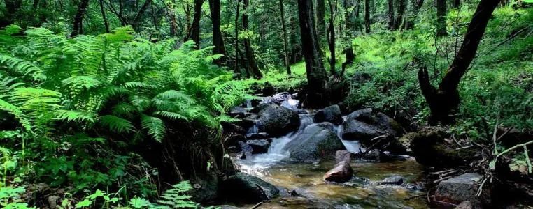 刚租的房子有宠物味怎么解决,房屋宠物有异味怎么处理