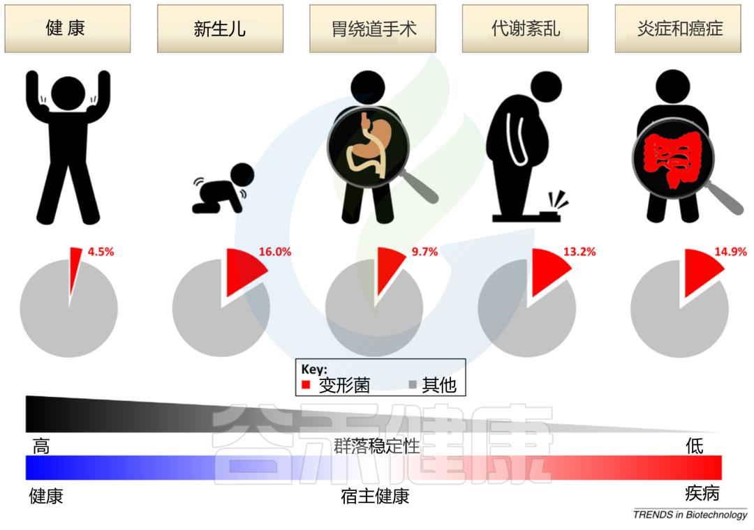 变形菌门的功能,肠道变形菌门