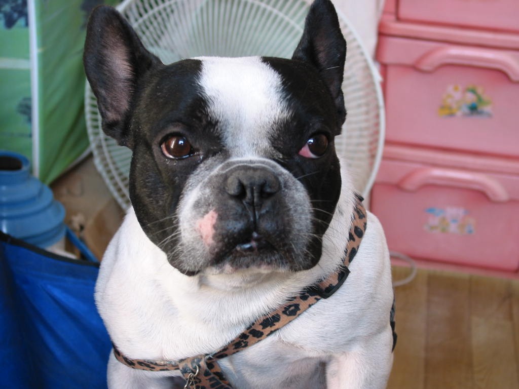 巴哥和法斗犬哪个好养,法斗和巴哥犬哪个好养