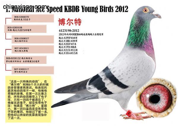 善良比利时莫里斯,比利时速度狂魔