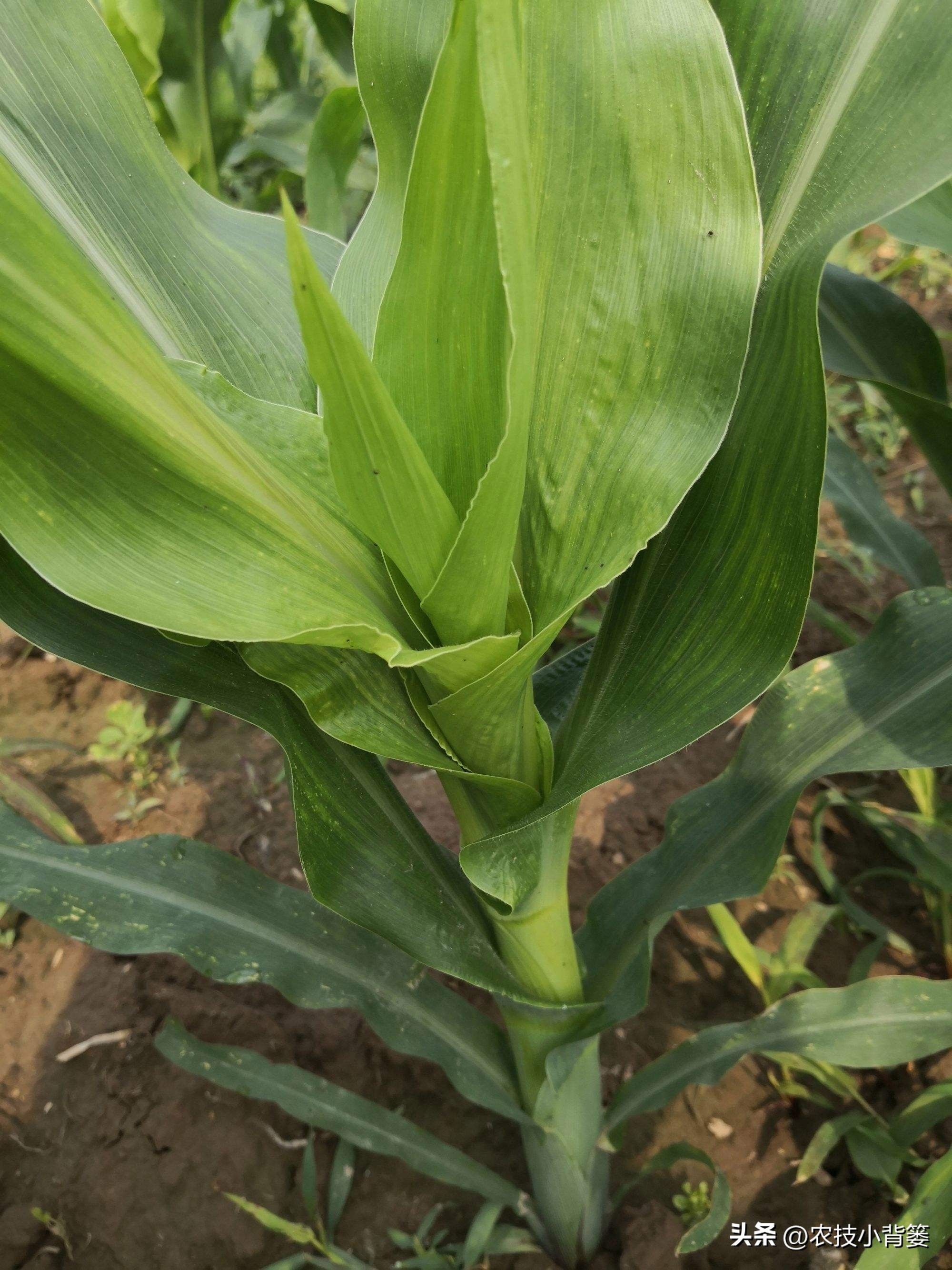 粗缩病玉米叶鞘症状图片,玉米粗缩病什么时间防控最合适