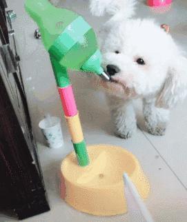 比熊犬泪痕处理方法,比熊犬泪痕特严重怎么办