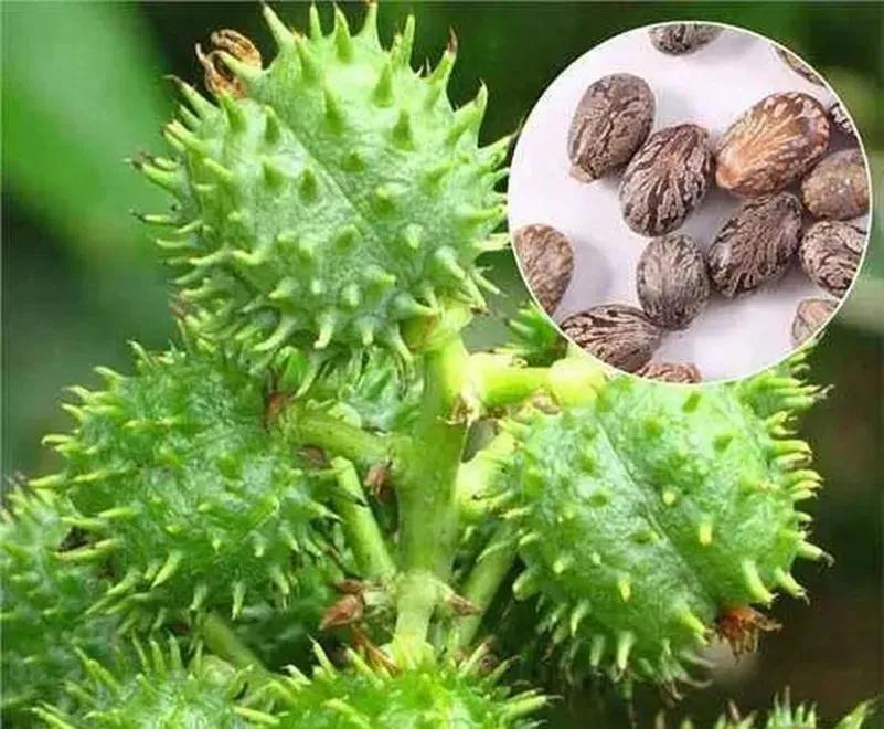 童年记趣三玩的一些记忆（二）虫