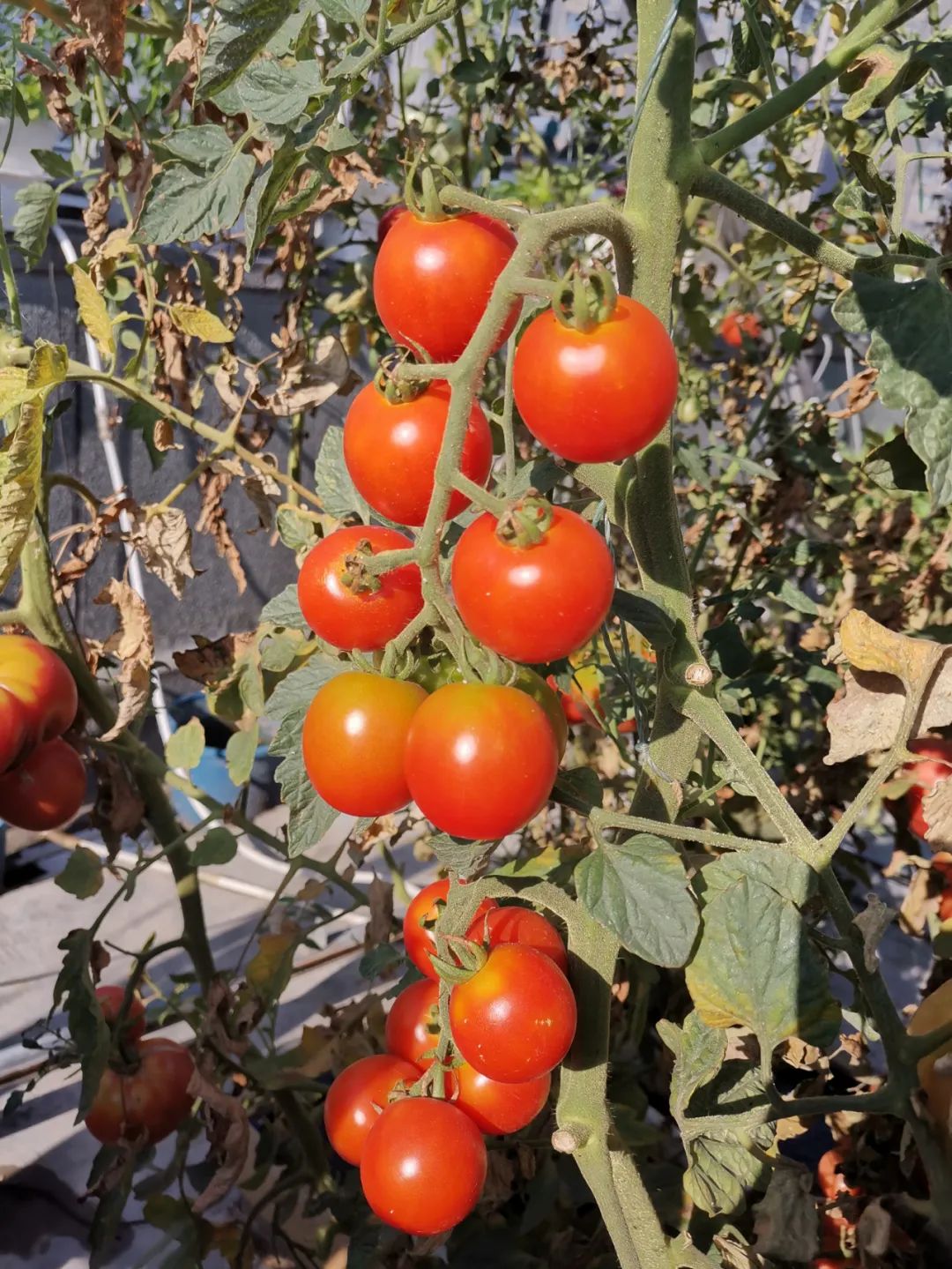 西红柿最近新消息,西红柿皮特别硬咋回事