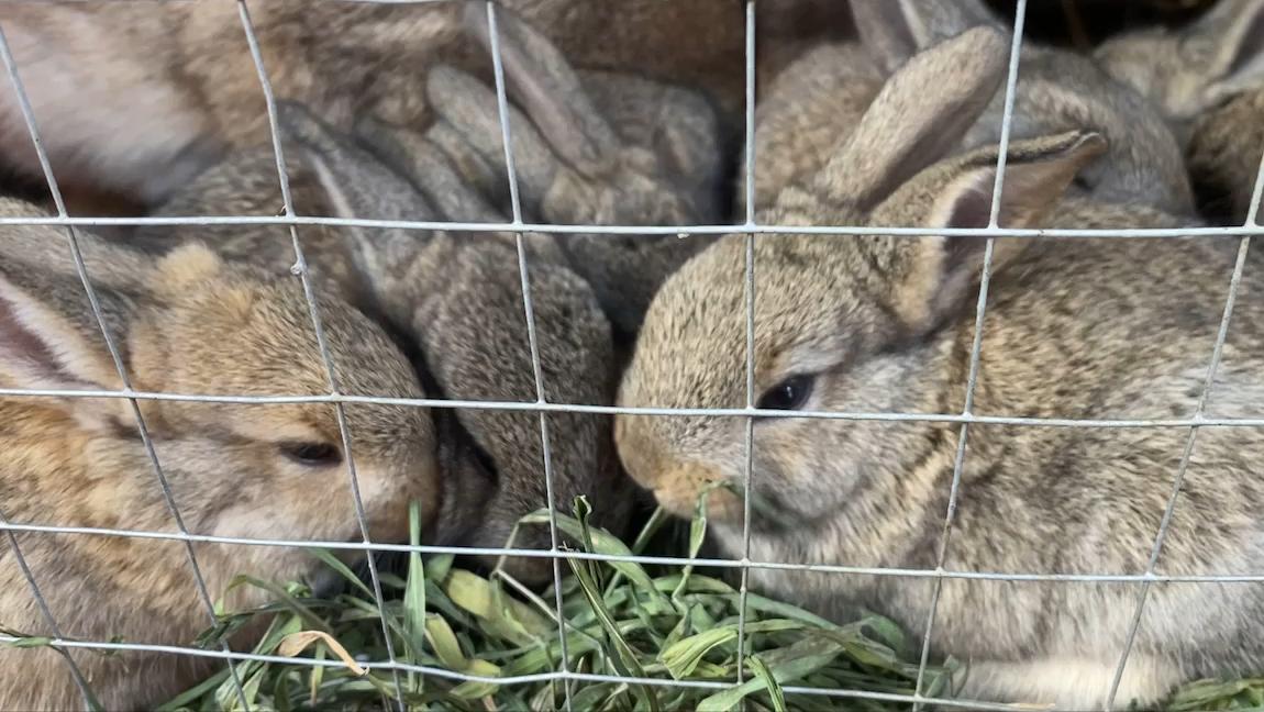 养殖肉兔都有哪些疾病,养兔的疾病治疗费用多少钱