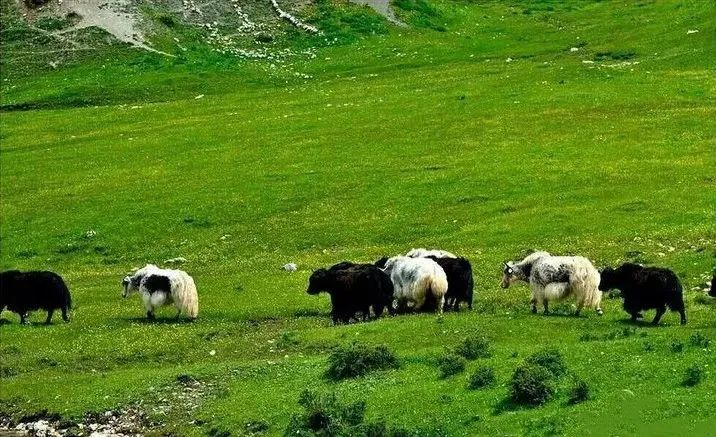 定西户外露营地推荐,定西有帐篷的野外露营地