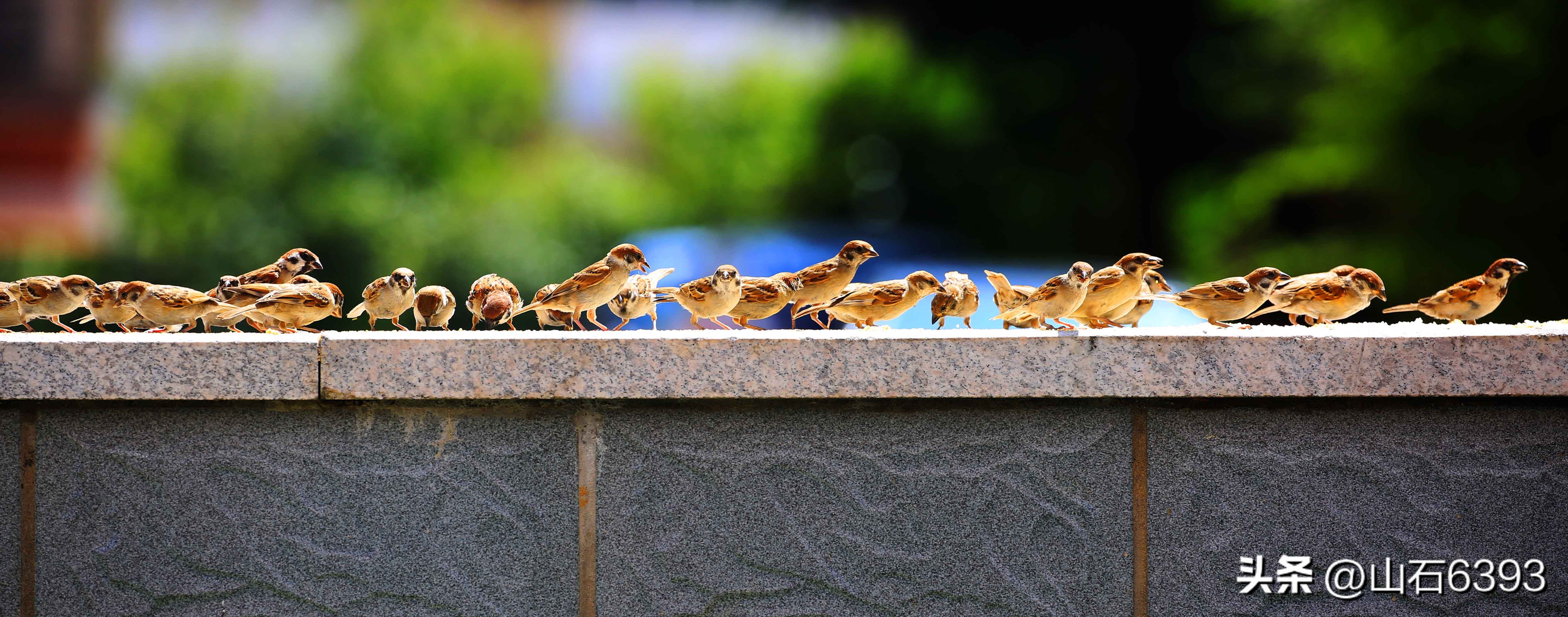 【战友美文】于天松：《麻雀，我爱你》（诗）