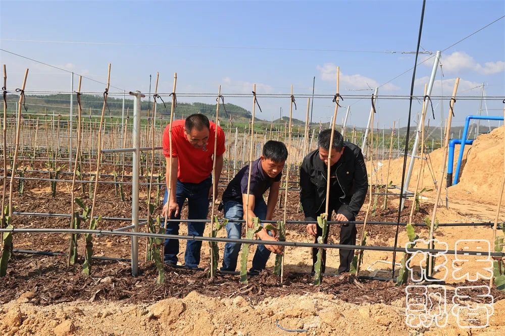 农业项目每亩净收益,农业养殖类项目有没有扶持政策