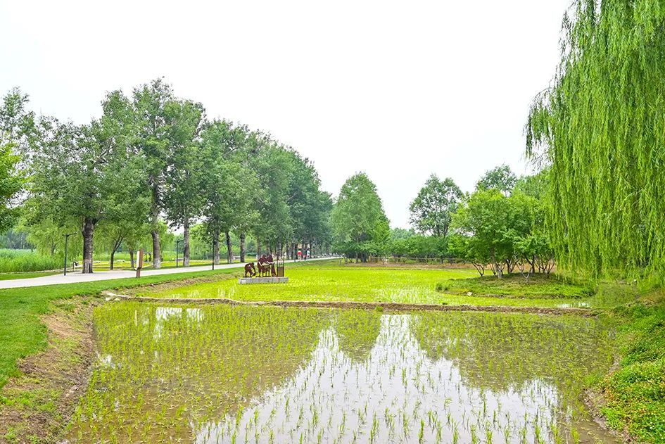 北京免费景美公园大全,北京这个公园也很美