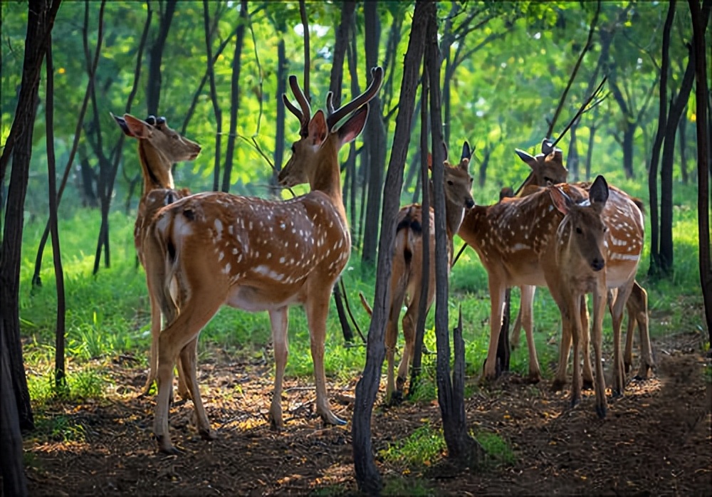 为什么鹿肉没有传统肉,鹿肉为什么那么好吃