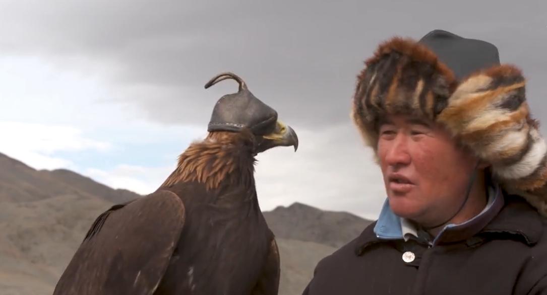 金雕击毙狼全过程,蒙古猎鹰捕狼视频