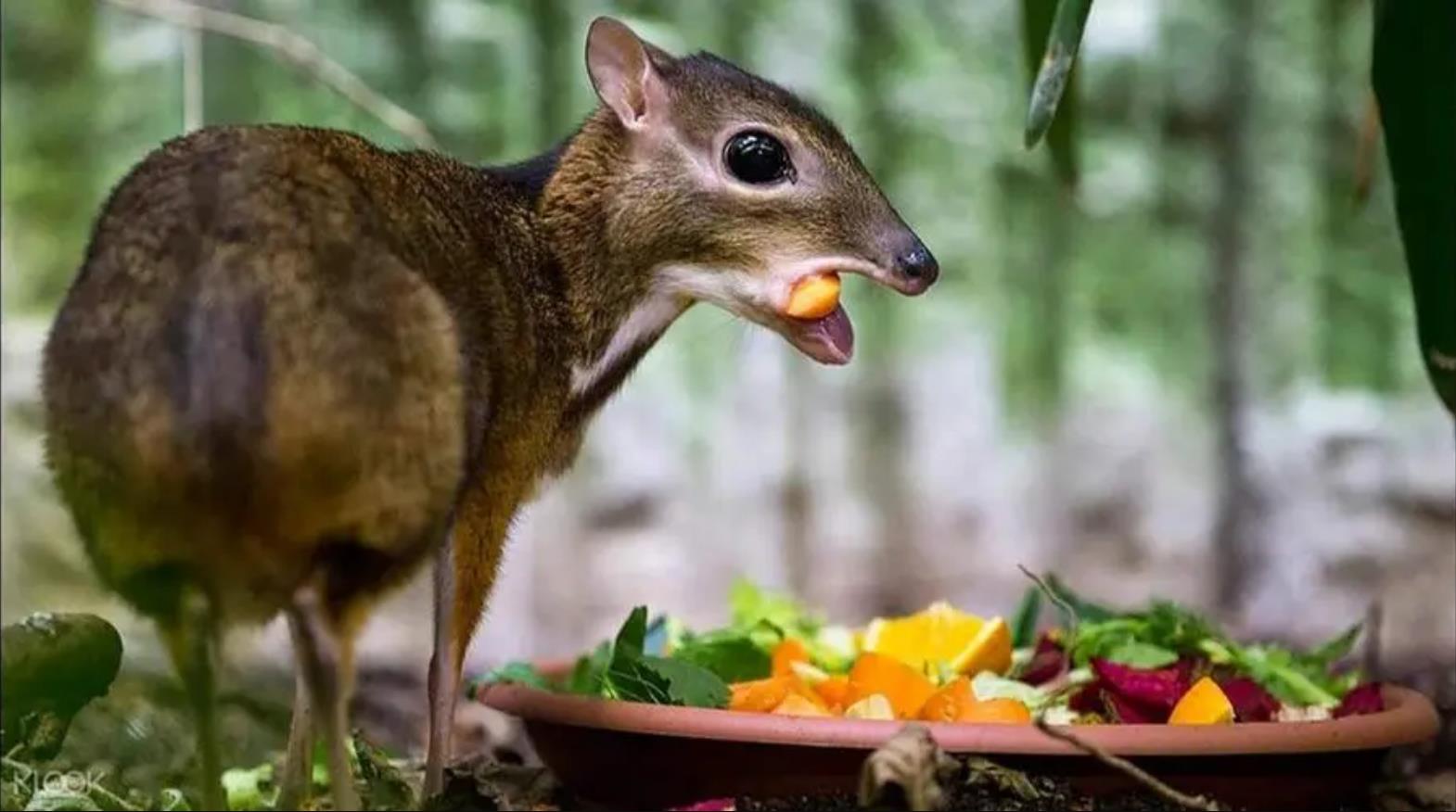 小鼷鹿：比兔子还小，下了水就不会动，云南为它修建专用大桥