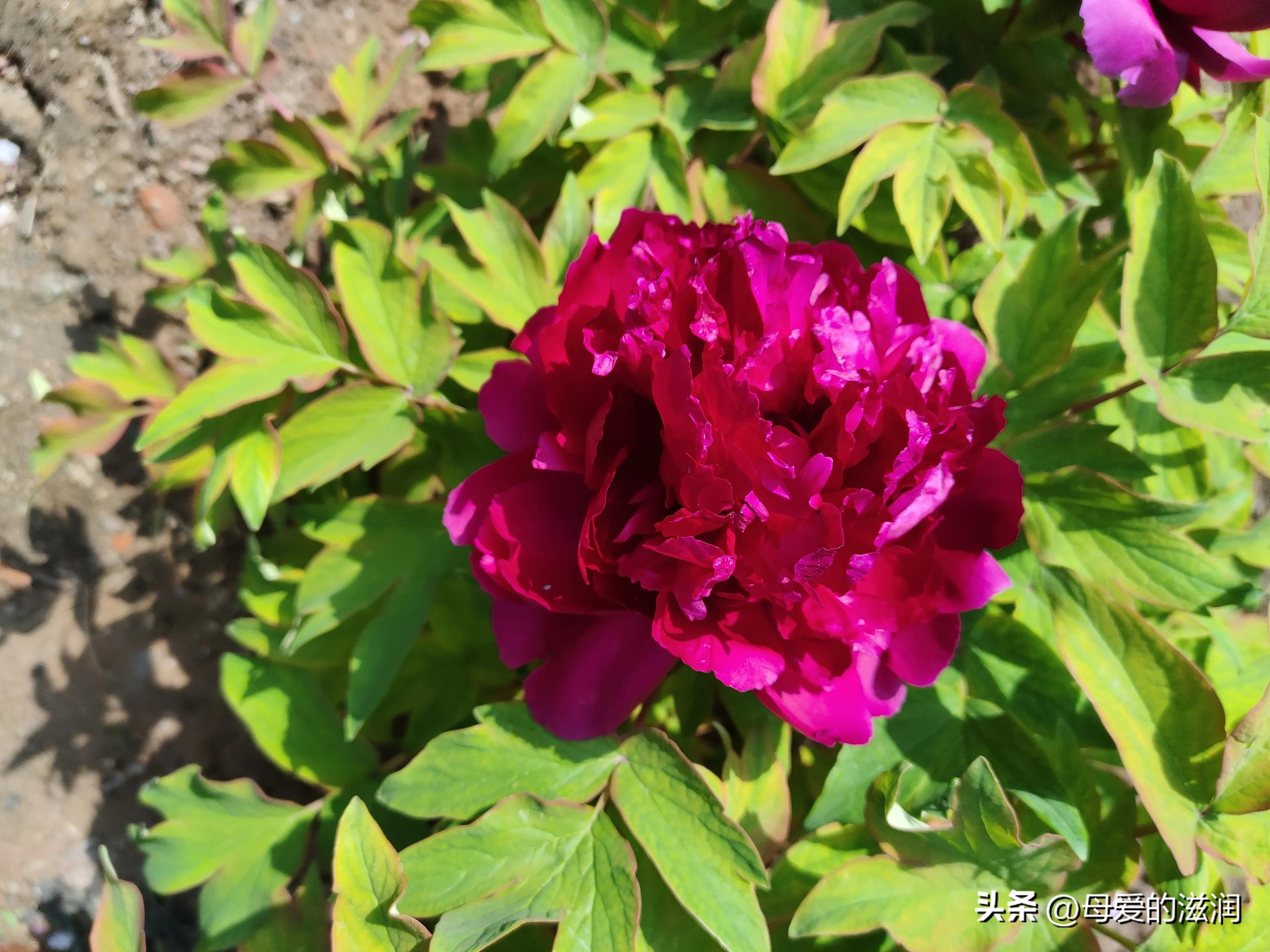 五朵金花蝴蝶泉边,五朵金花10首歌曲