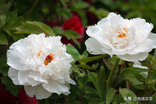 在家养棵发财树寓意着日进斗金,家里养哪些树越老越值钱