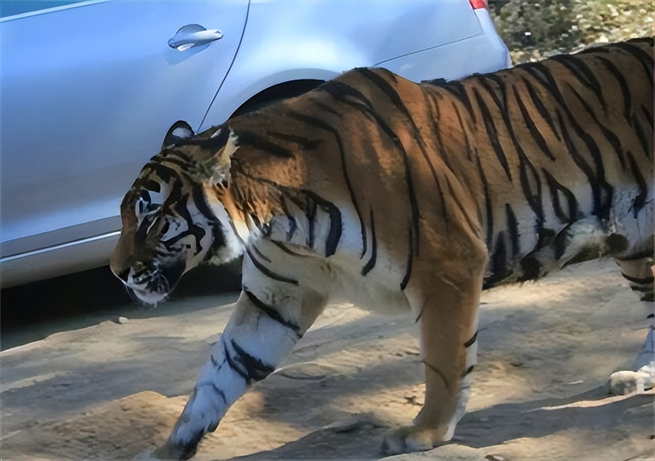 八达岭老虎咬人女子受伤情况,八达岭老虎伤人事件女毁容