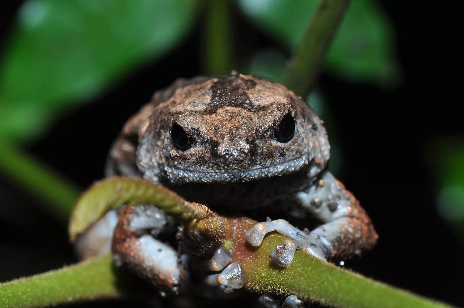 常见50种两栖动物图片,1分钟了解两栖动物