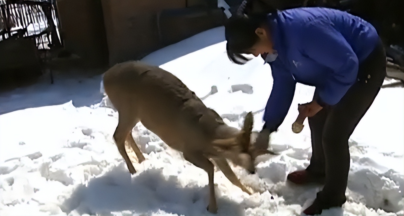 吉林男子野外捡鹿,吉林男子捡到小鹿