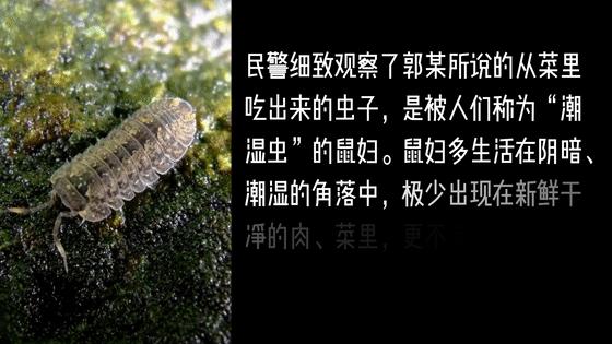 【您朝这儿瞧】虫：我是无辜的遭人陷害！