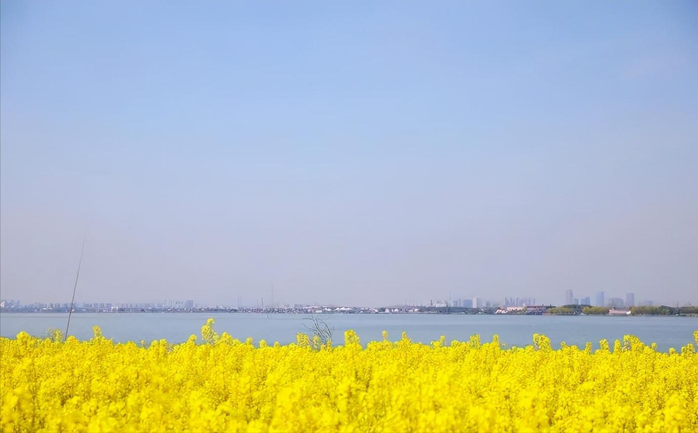 最美婺源油菜花跟风来一下,苏州自驾到婺源看油菜花的地方