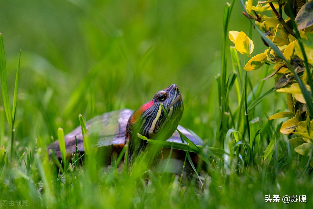龟龟马上就要冬眠了，选择哪种冬眠方式比较好？