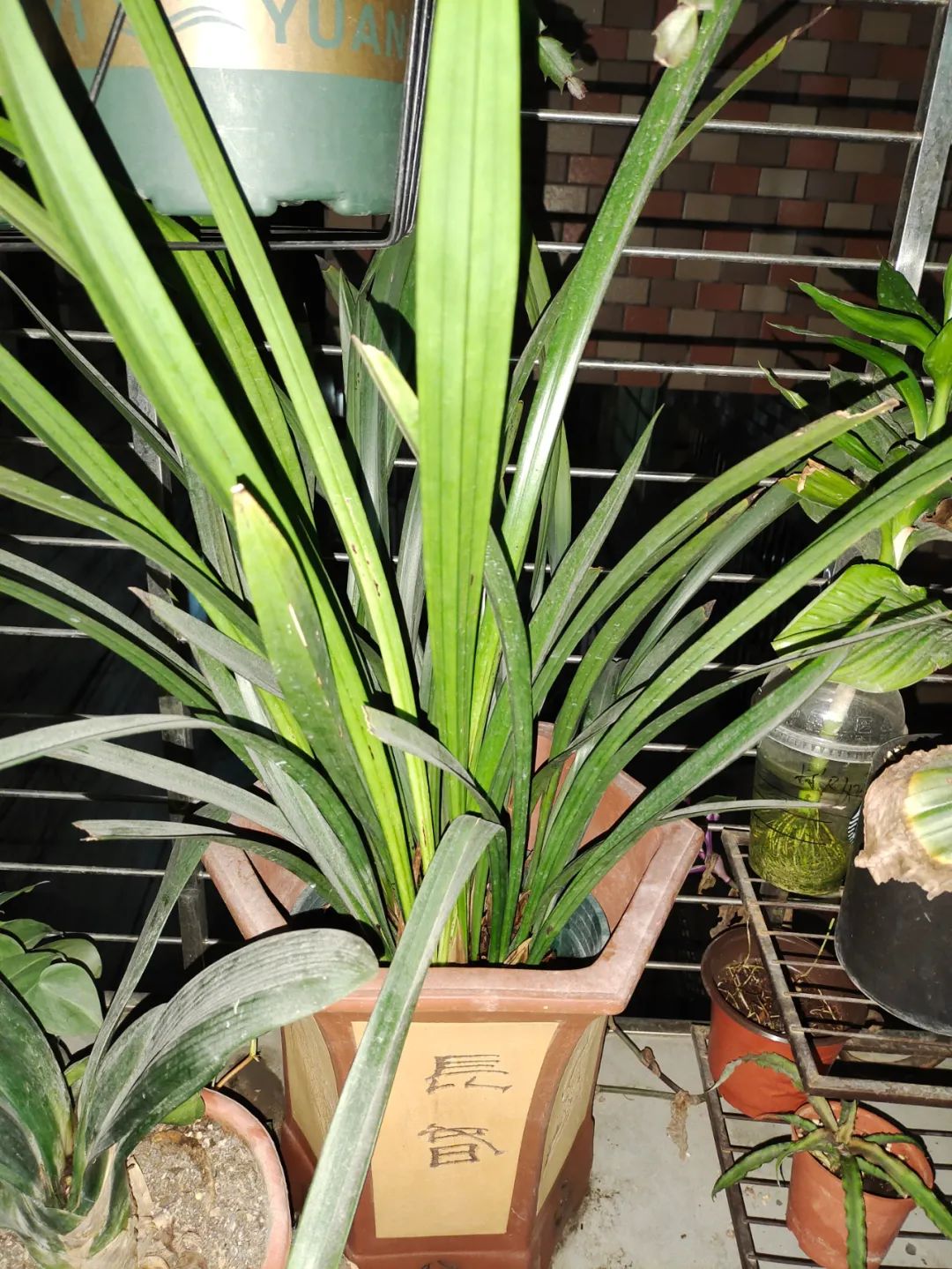 养花好物神器,花友必备神器