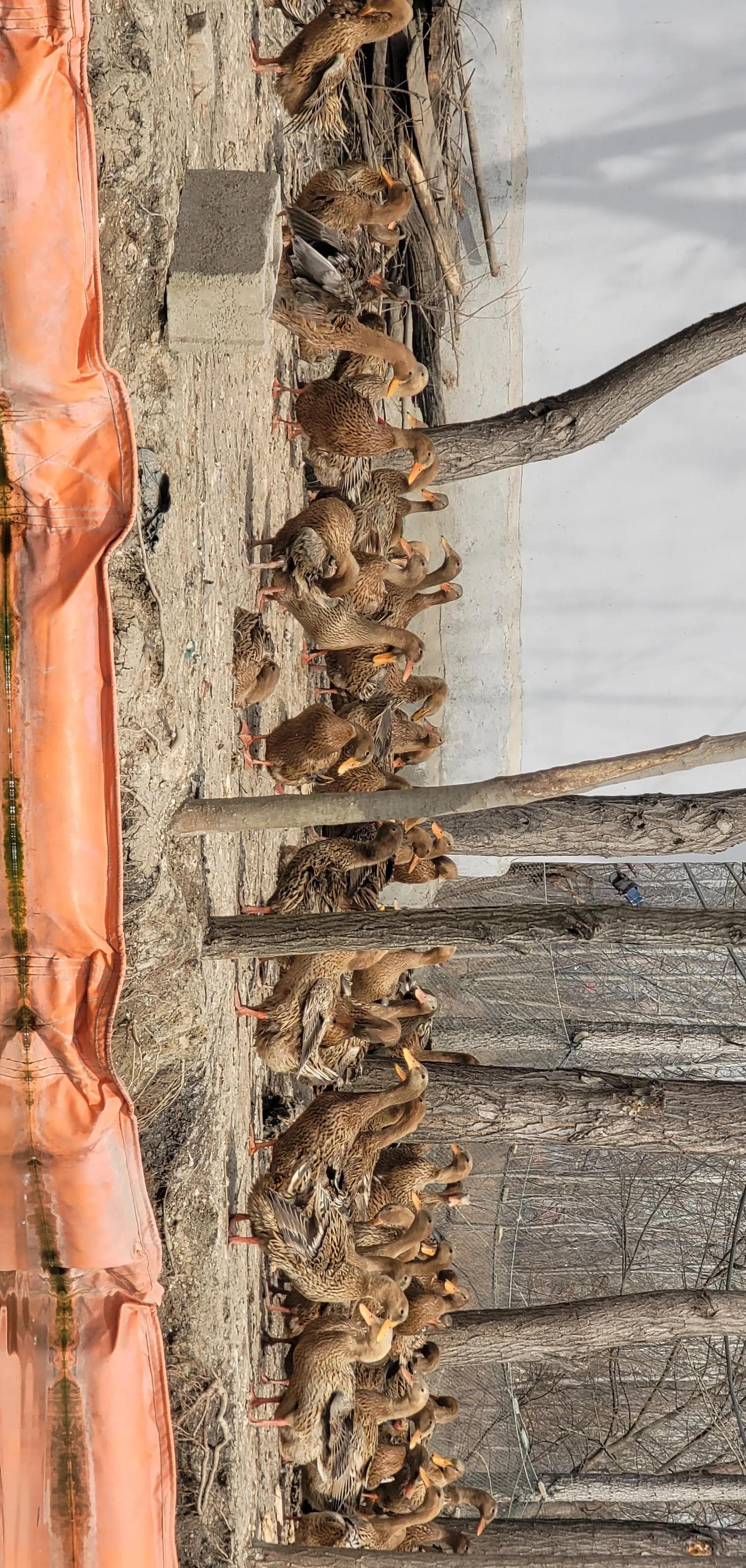 开着沪牌回老家怎么样,开着大巴玩转江浙沪