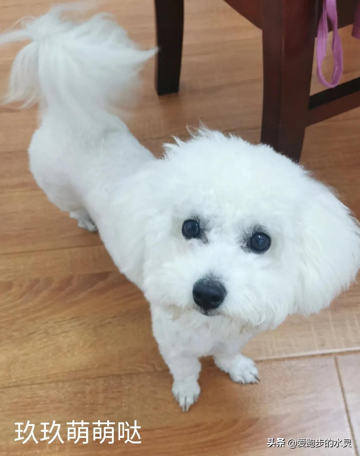 比熊犬的特点和爱好是什么,比熊犬好养吗适合陪伴孩子吗