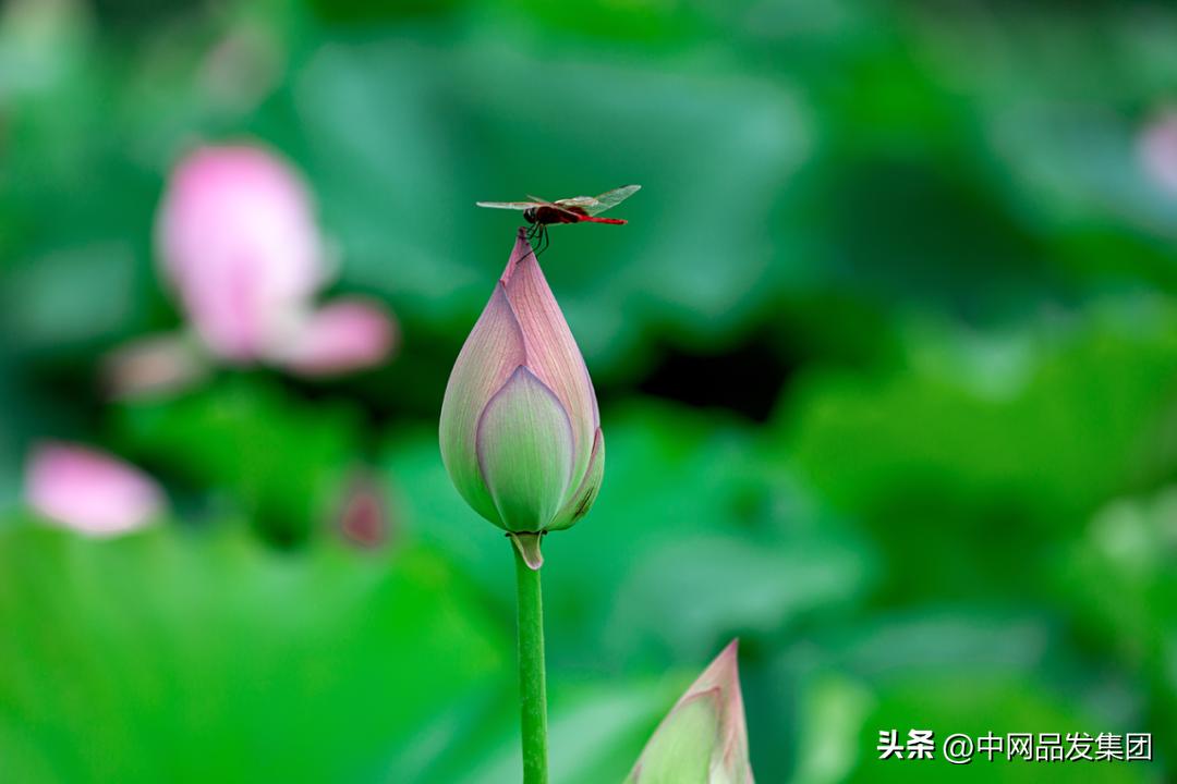 二手车商获客,二手车线上获客如何线下引流