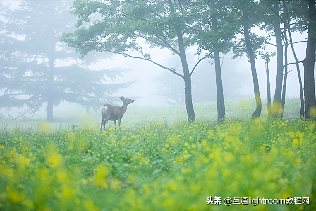 摄影后期教你如何营造照片氛围,照片的拍摄技巧讲解
