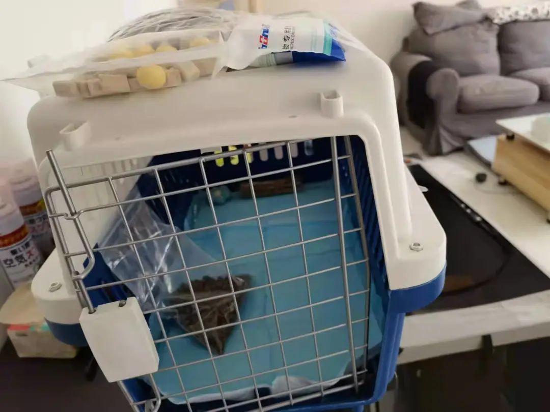 主人被隔离宠物怎么办,主人确诊了猫狗怎么办