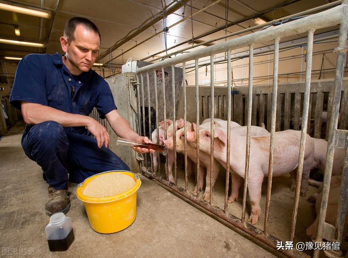 养猪饲养管理技术大全,养猪保育技术