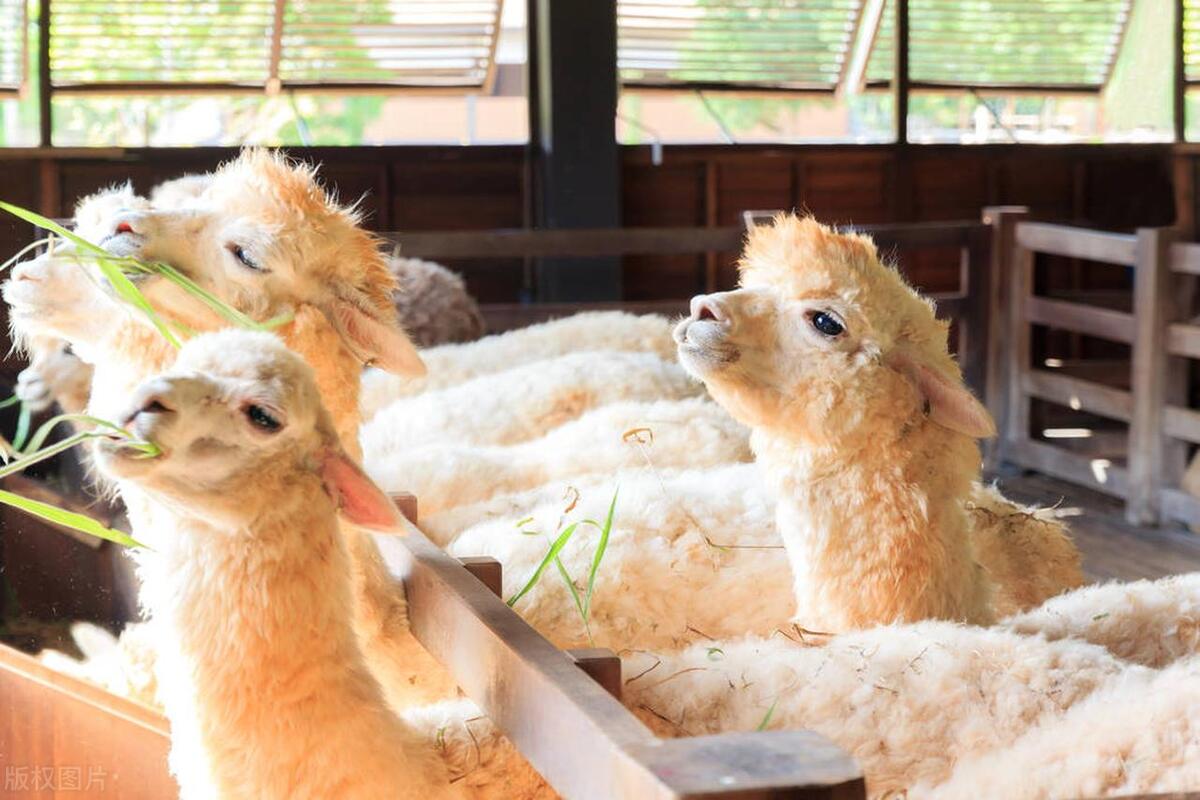 羊驼的习性和特点,羊驼为什么大家都说它傻