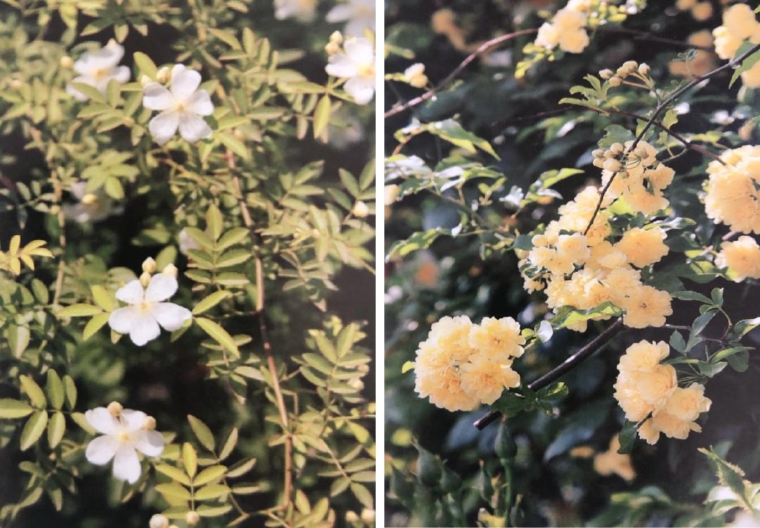 栽培玫瑰花的正确方法,玫瑰花种栽培技术