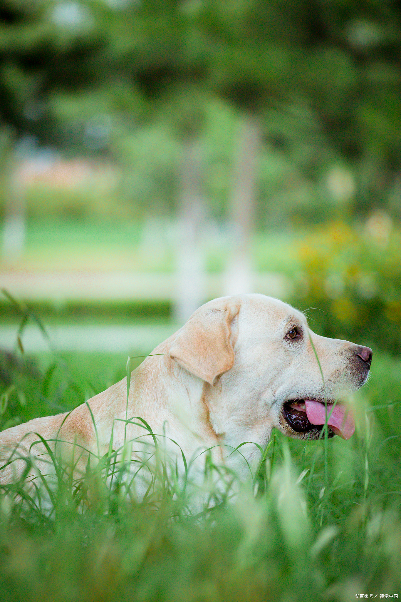 狗狗乳腺部位红肿溃烂,狗狗乳腺增生症状有哪些