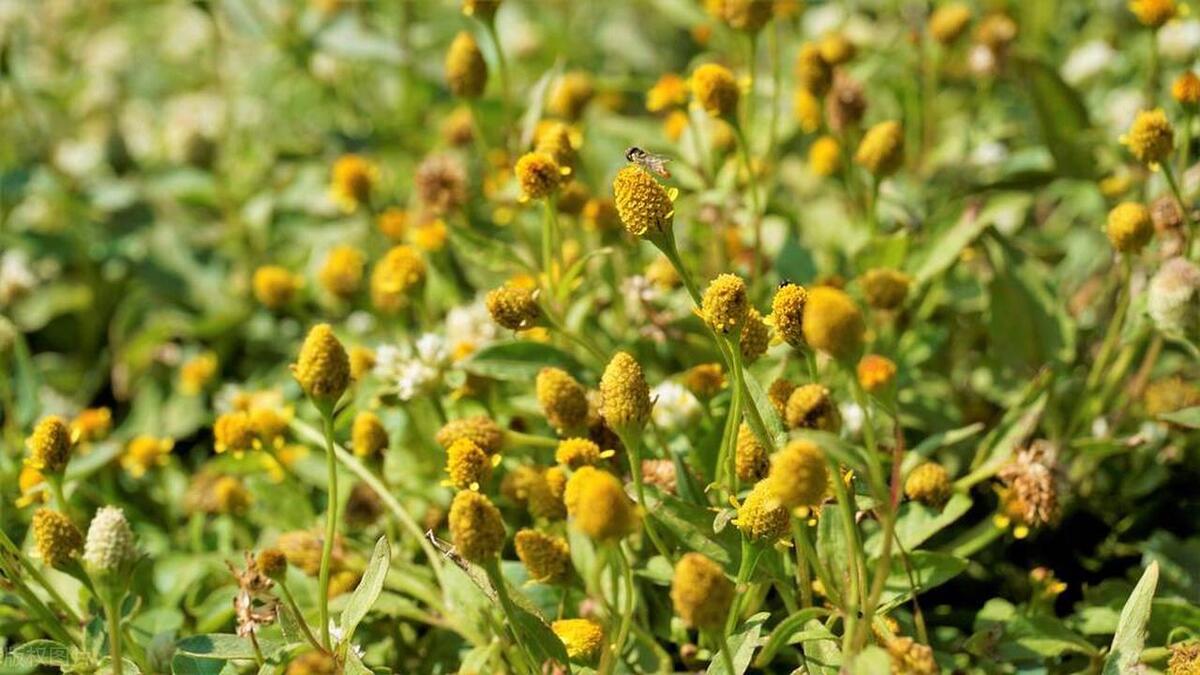 洋甘菊摆家里,家里放几盆清香木盆栽