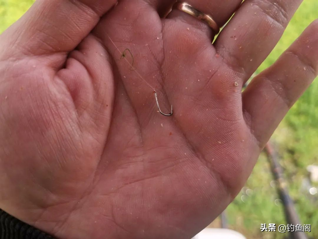 春季钓大板鲫最佳饵料配方,野钓大板鲫的最佳饵料配方