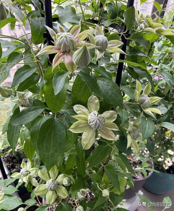 铁线莲不能暴晒，容易晒蔫，半阴半阳，长得快，开花多