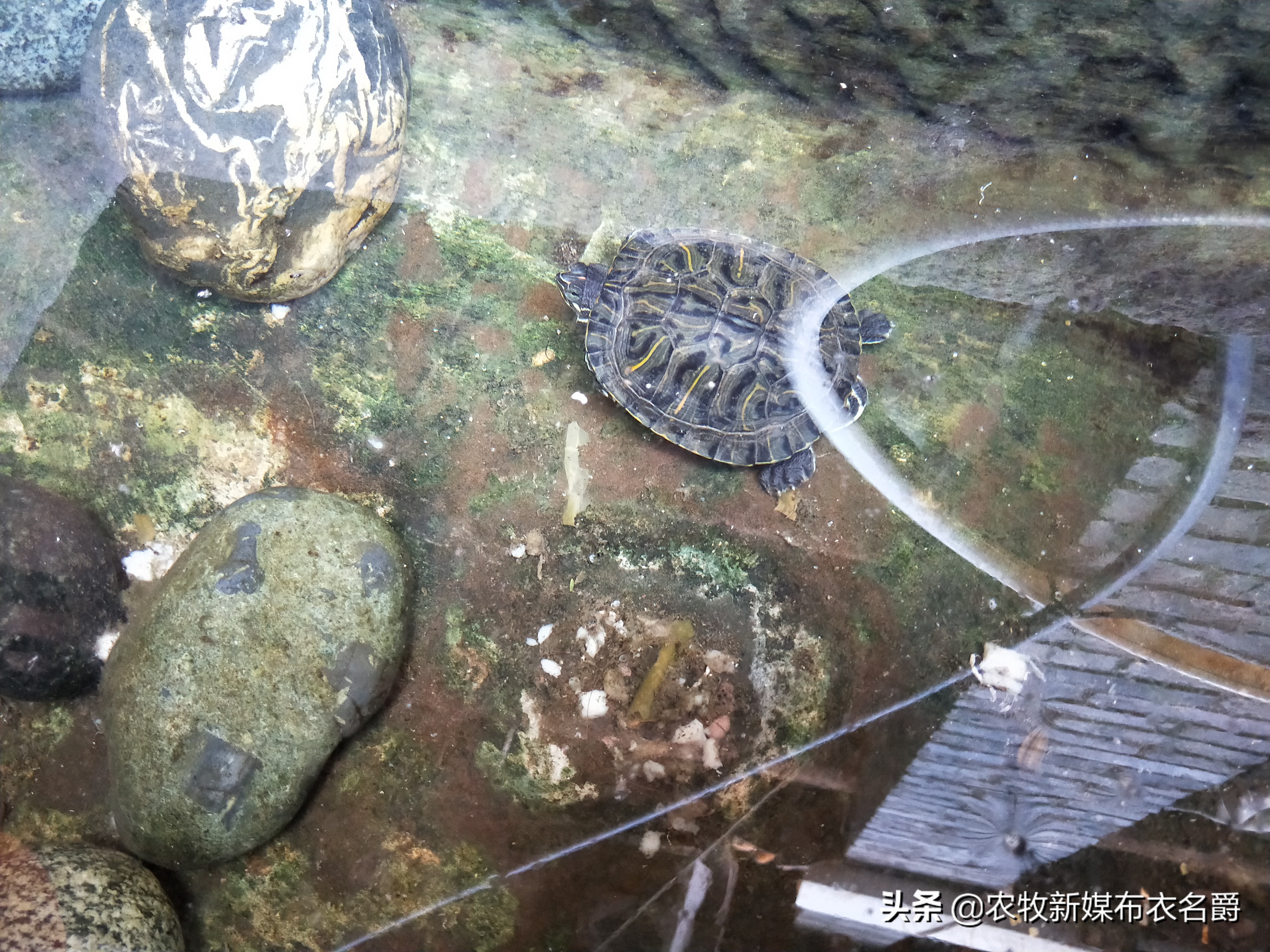 鸡大肠杆菌病用啥中草药饮水,中药治疗鸡大肠杆菌效果怎么样