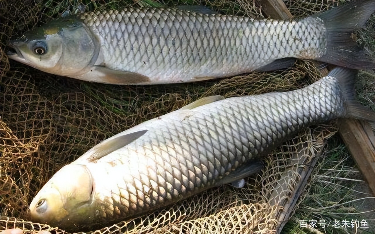 水库钓草鱼的真实感受,野钓草鱼经验之谈