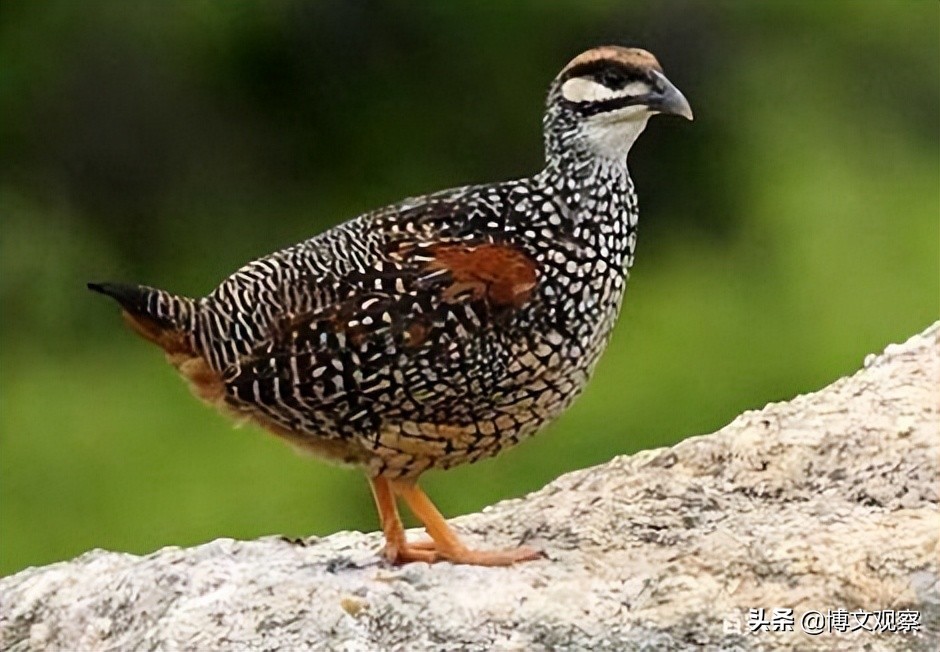 以鹧鸪为意象的古诗词,鹧鸪在古诗词中表达的情感