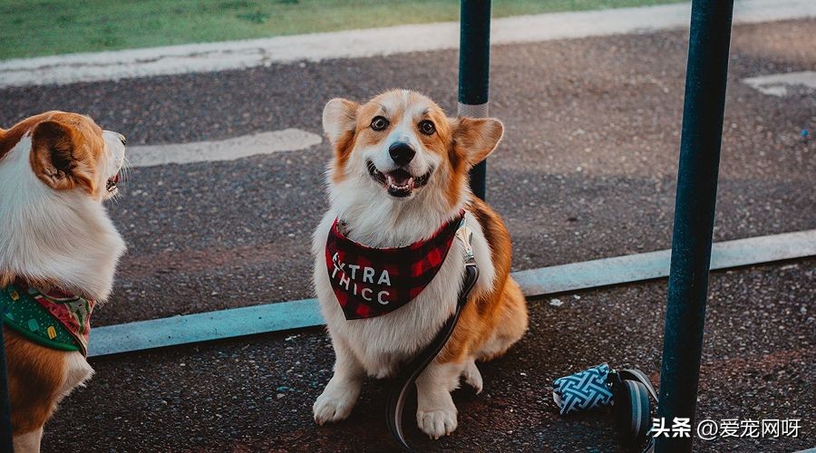 白色像泰迪一样的狗狗是什么品种,如何区分常见狗狗品种