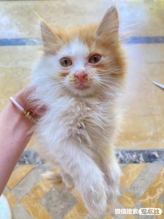 宠物领养、全国宠物*养送**、押金无偿免费领养 20220720