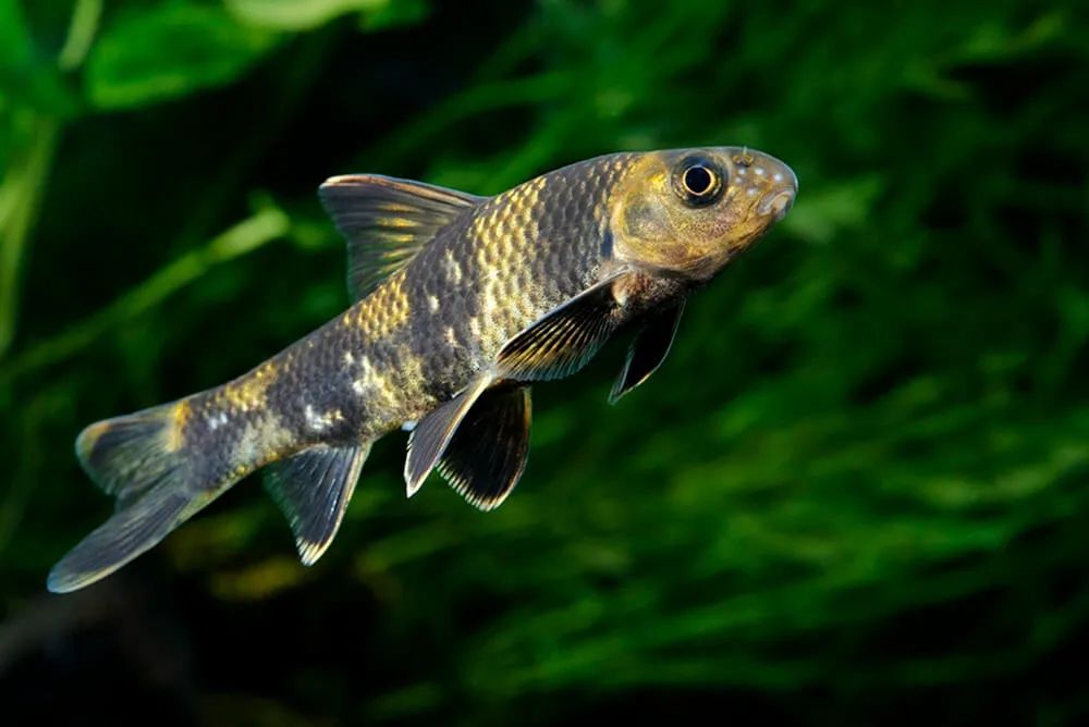 黑龙江三花五罗十八子图片,黑龙江名鱼三花五罗