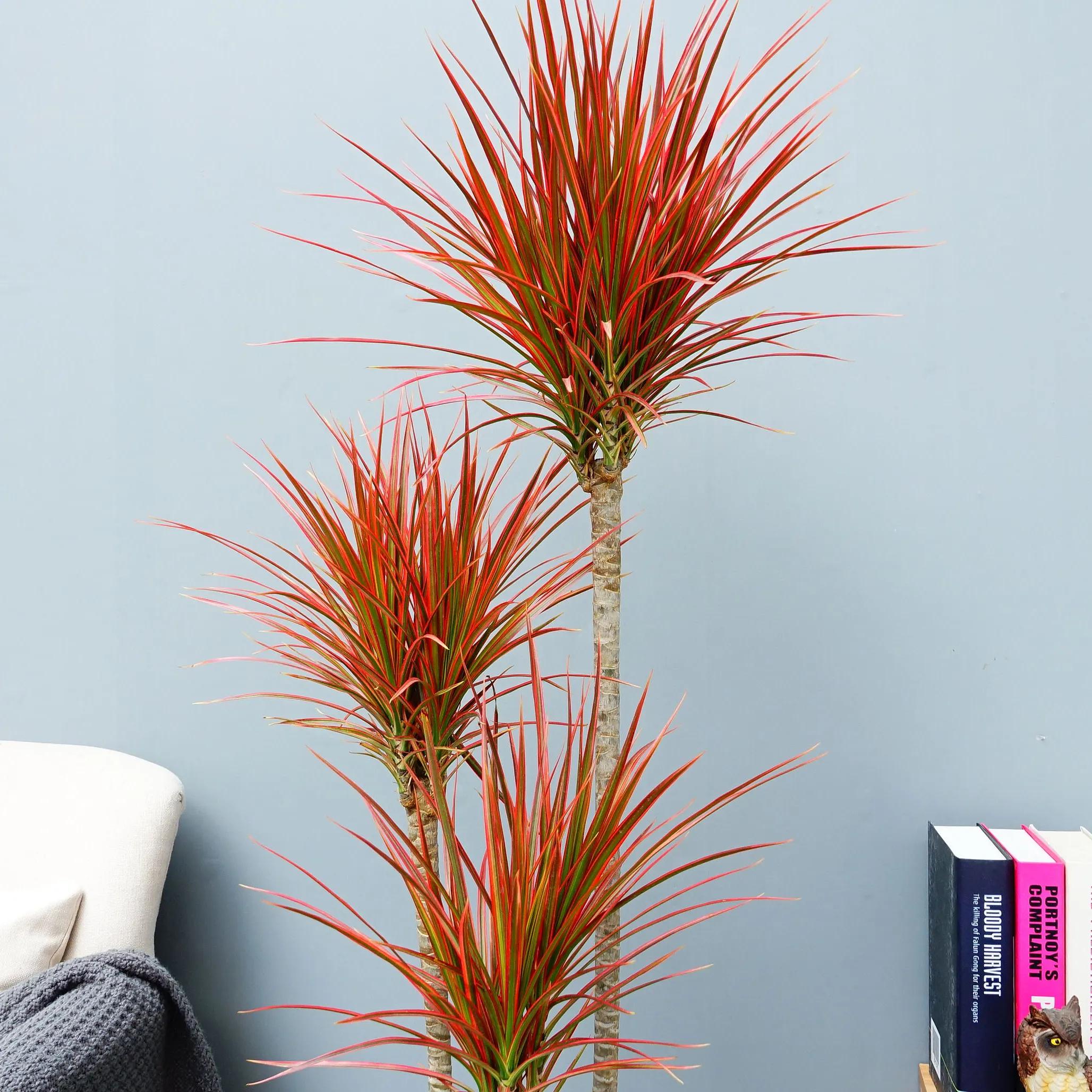 绿巨人盆栽能放在客厅,绿巨人室内大型盆栽